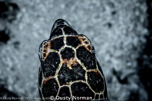 "Turtle Eye View"
Swimming with the turtles. by Dusty Norman 